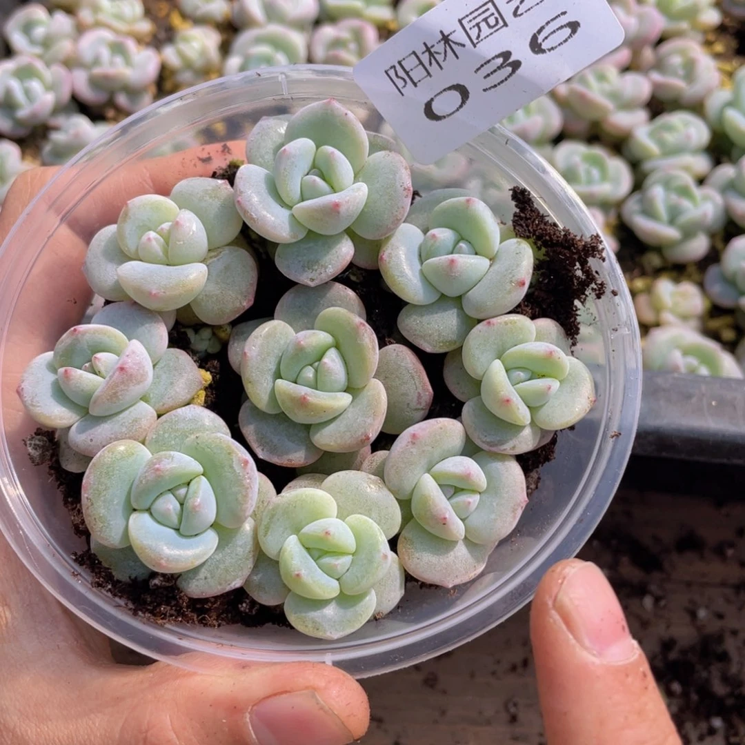 量拍多肉植物多肉植物36