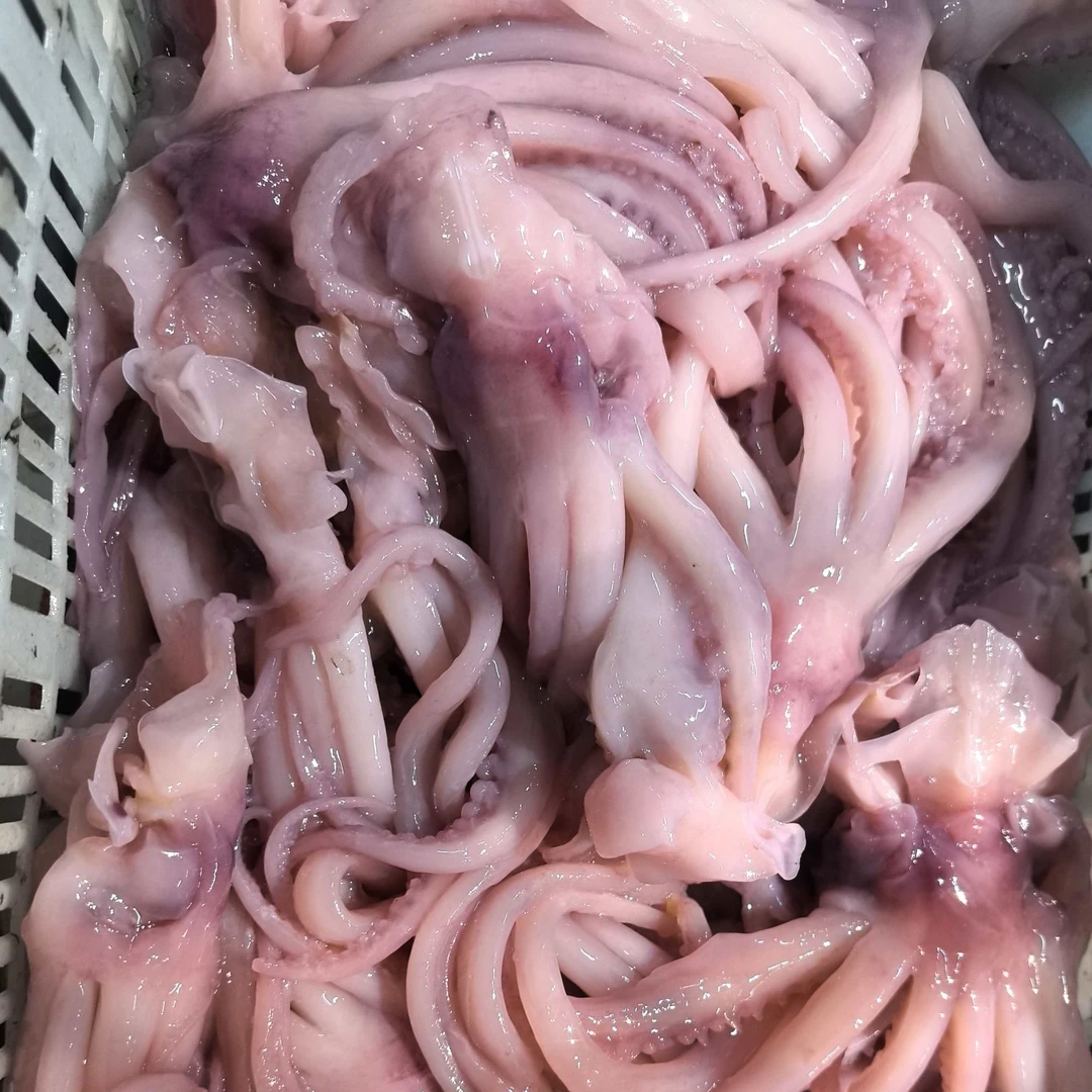 冰鲜鱿鱼须500g