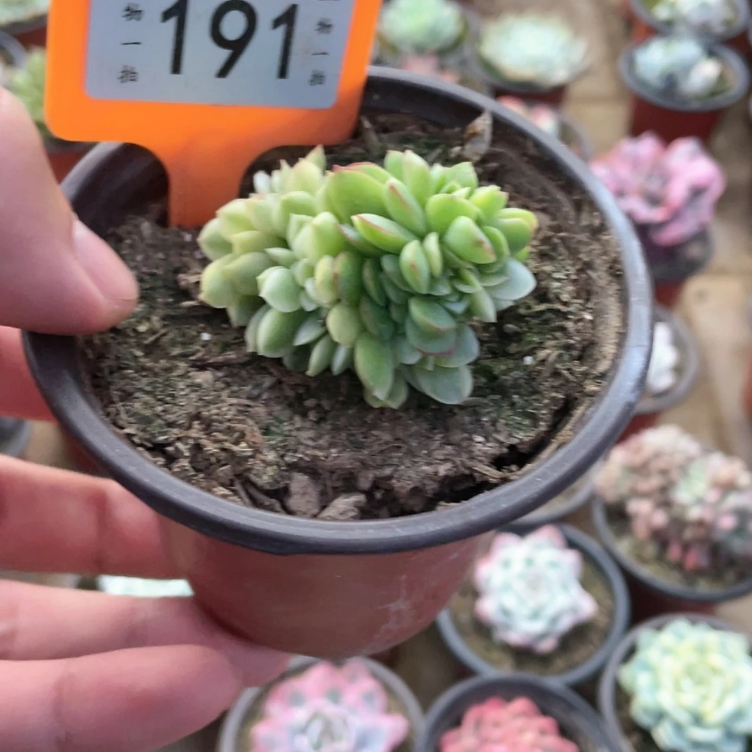 【闪购商品】西**心191号