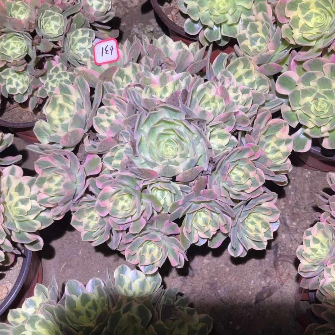 631多肉植物女妖法师