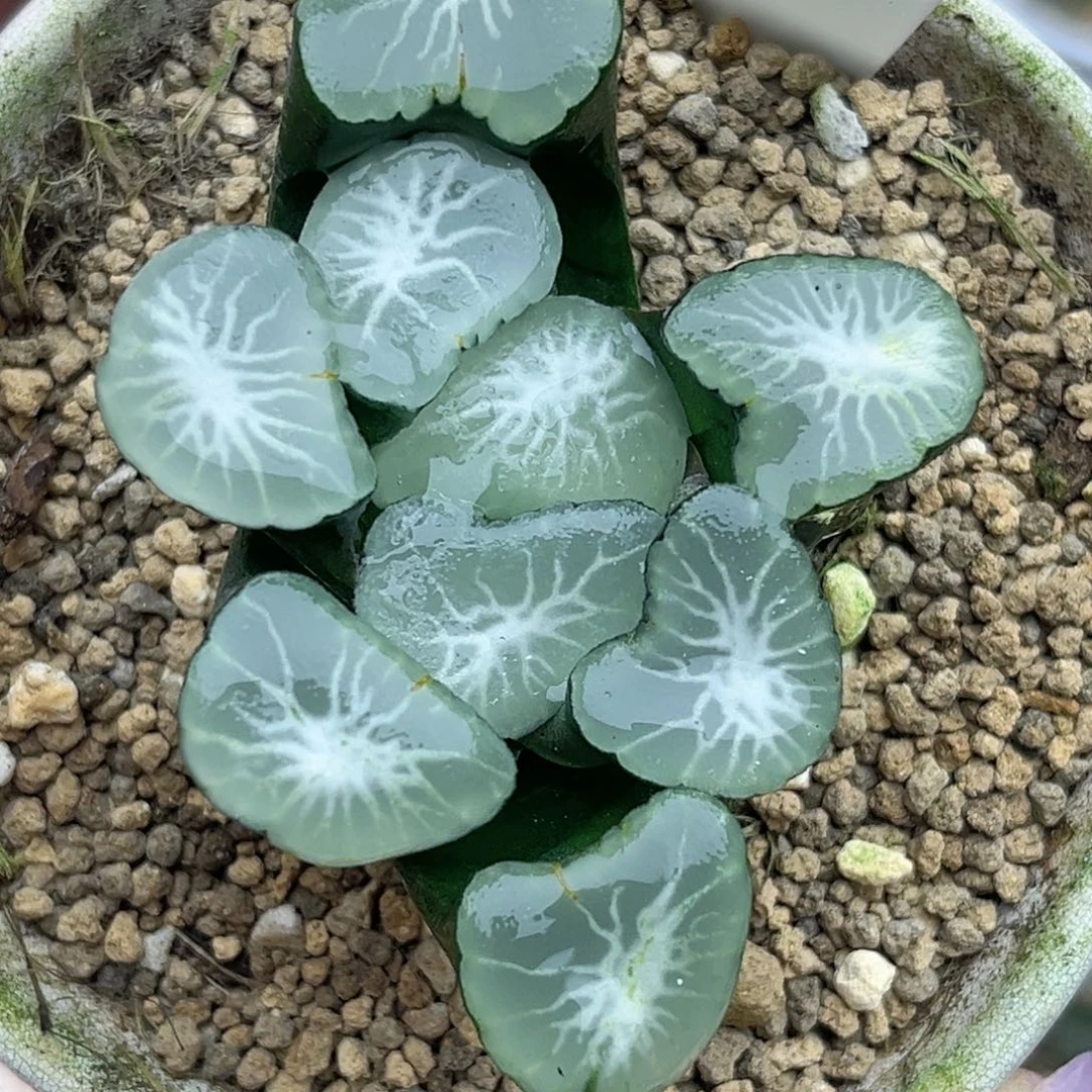 93望乡万象福利专场