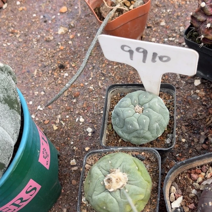 尊***！9910 681二个实生好养皮实