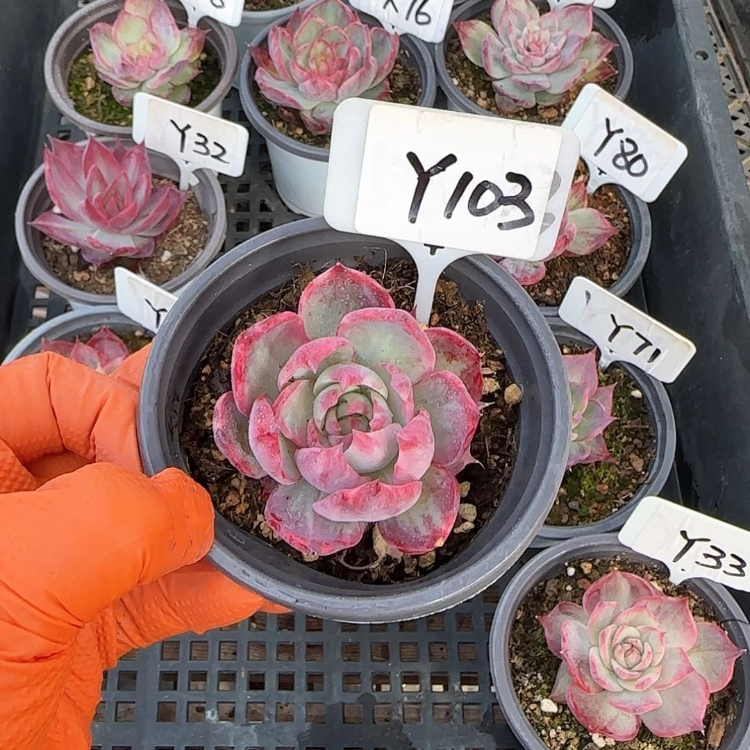 重****肉Y103惊鸿单头多肉