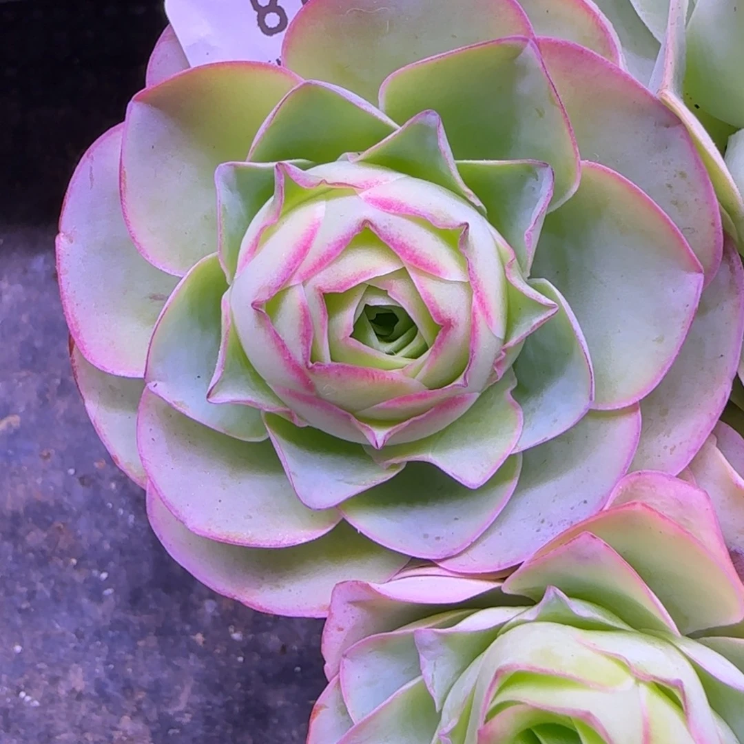 半***雨半城玫瑰日耳曼精灵812