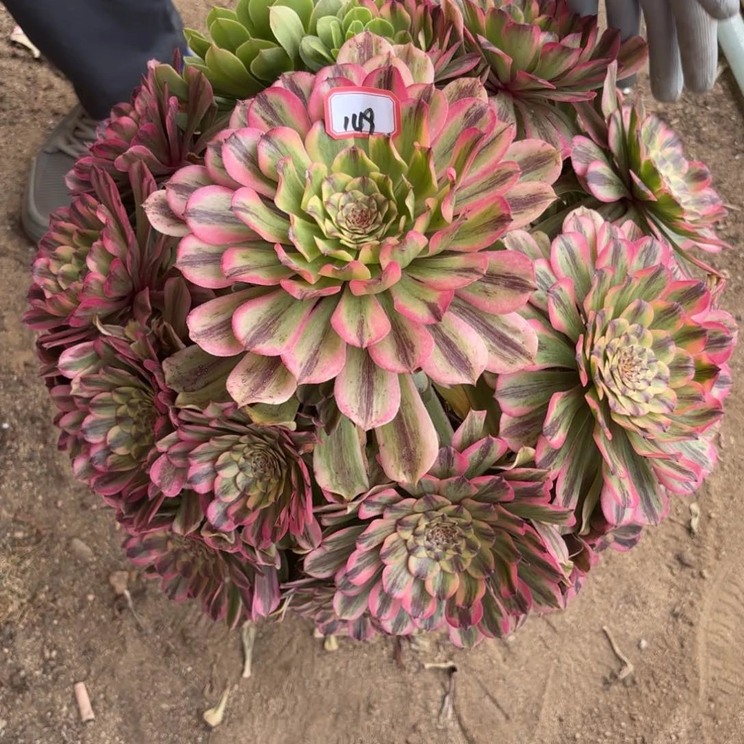 149佳丽多肉植物绿植歪
