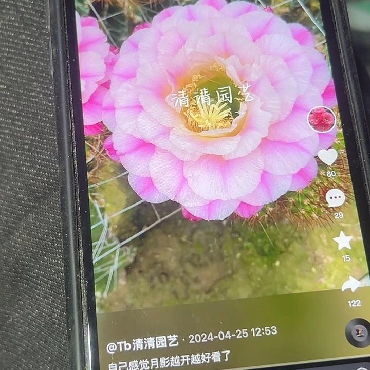 清清月影侧牙侧牙
