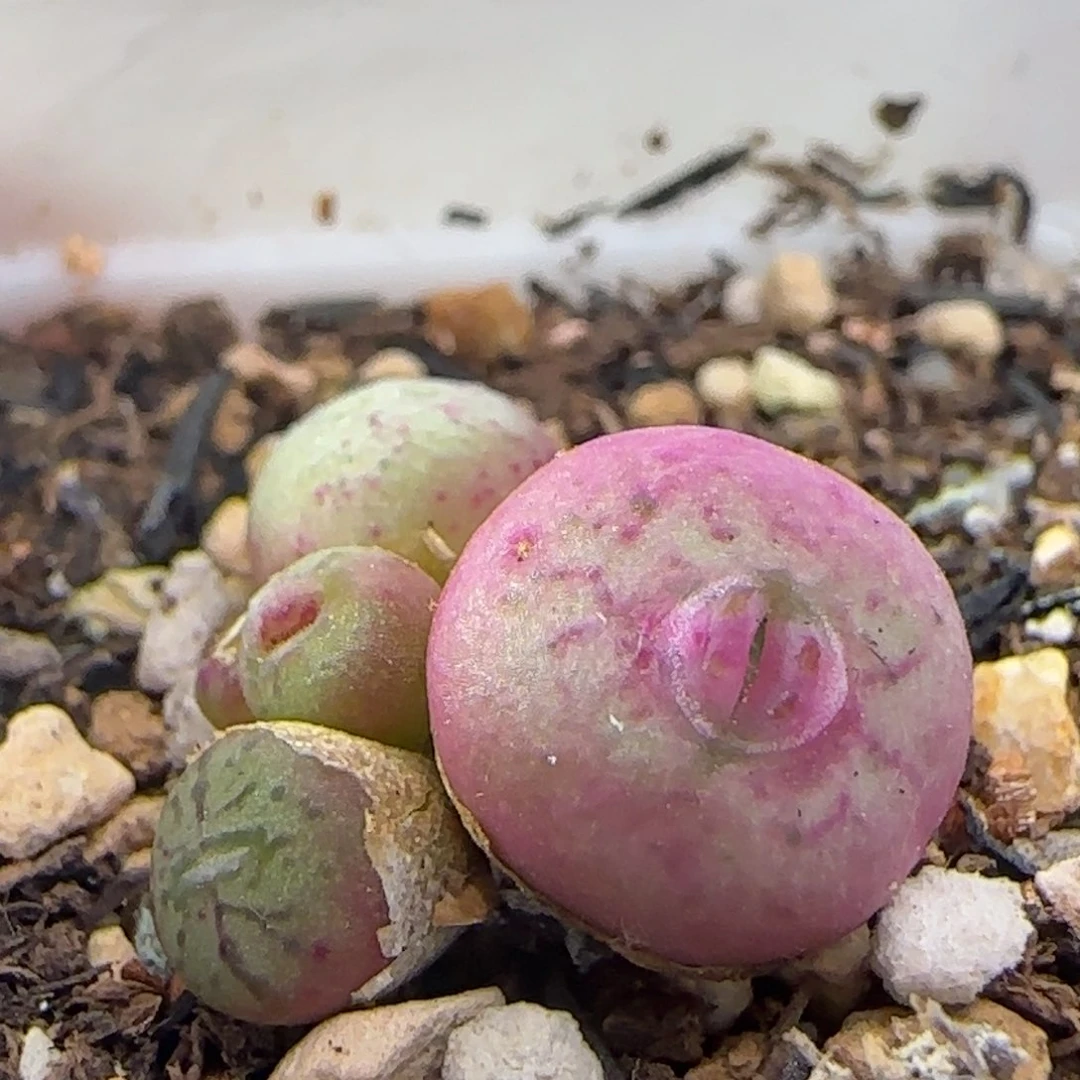 1228/墨纹青姬/五头