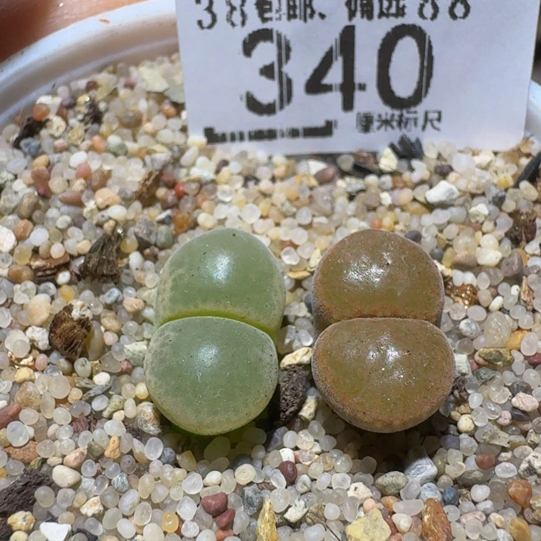 Ssss精品生石花340