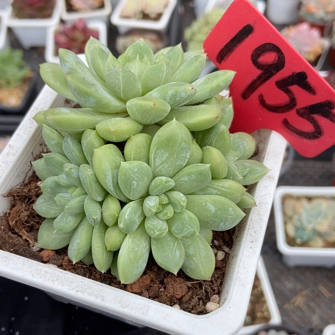1955百搭翡翠多肉植物