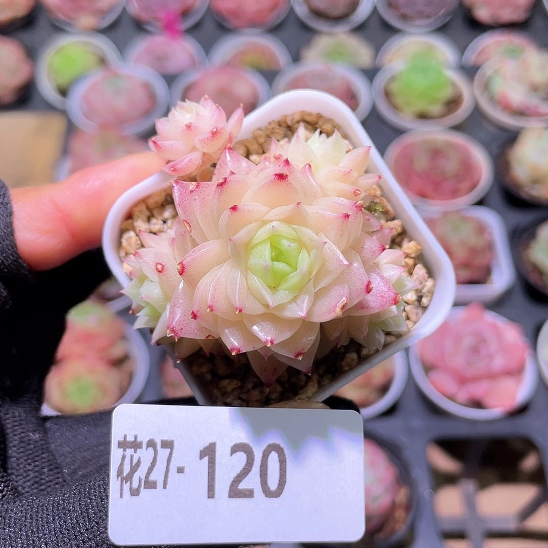 花利美27-120幻影