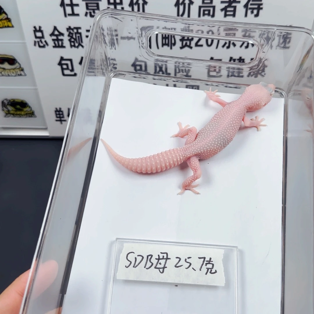 豹纹守宫雪花恶魔白酒妹妹