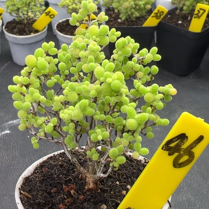 46号彩色蜜橘 一物一拍