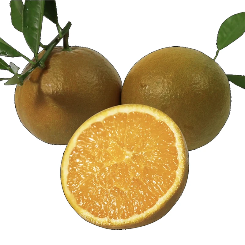 黑美人巧克力棕橙现摘现发水果秭归脐橙整箱新鲜多汁薄皮甜橙子