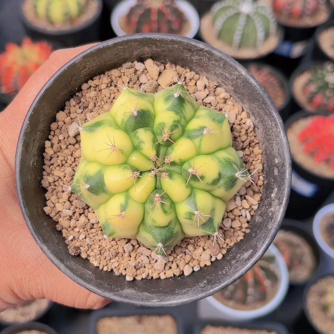 泰系米哈仙人球309