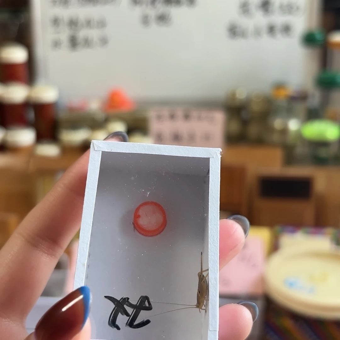 双痣一条 不包断须尾