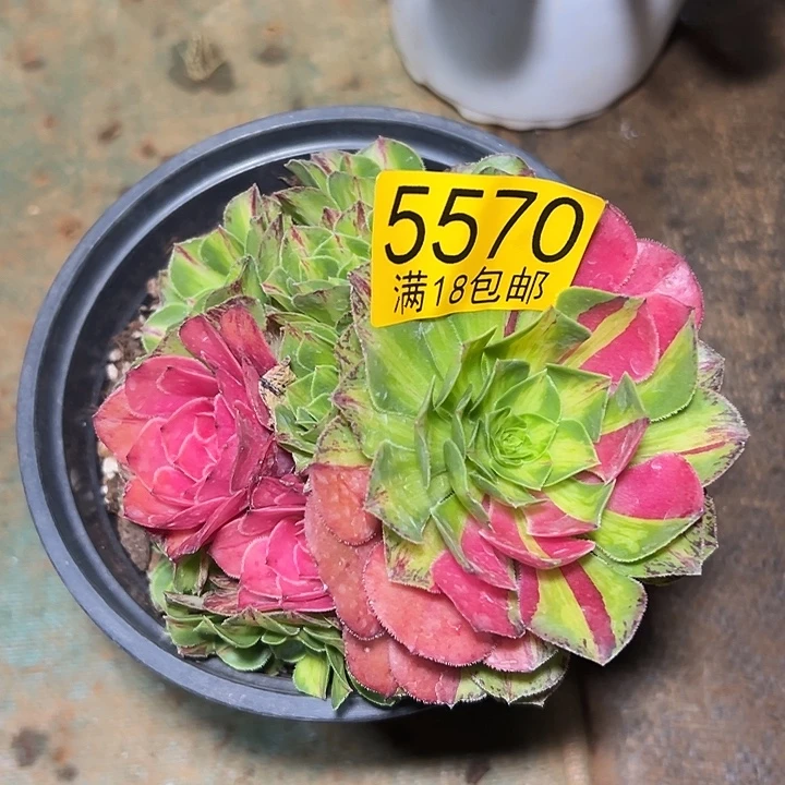 570知否多肉法师锦