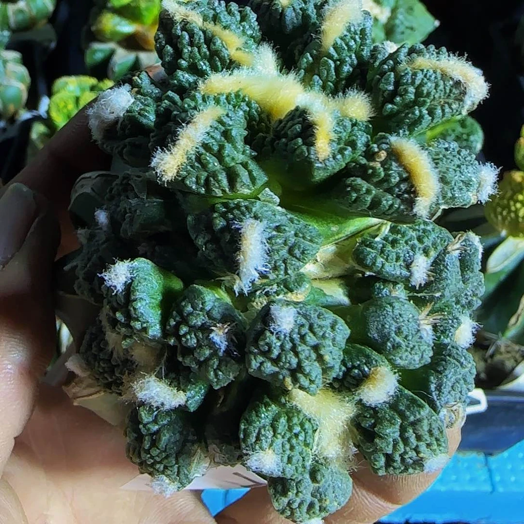 龟甲哥群212仙人球