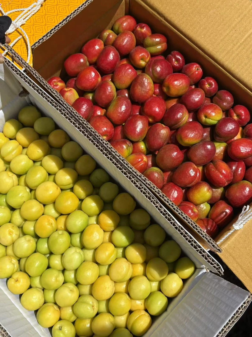 新疆吐鲁番红枣杏 轮台小白杏混合装 全国发货 顺丰包邮