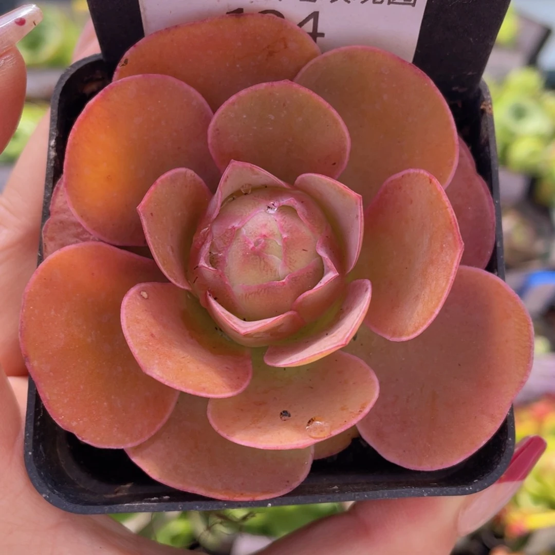 新品山地玫瑰一物一拍 164