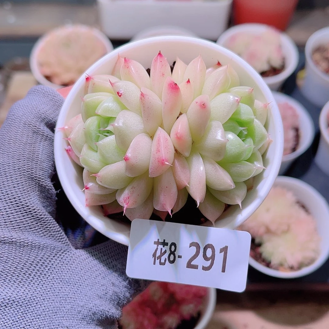 花08-291麦秆双头