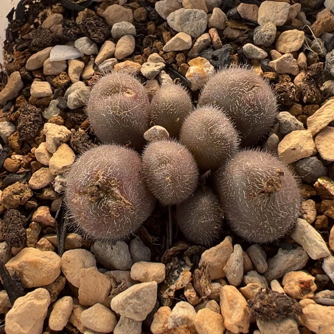 752多肉植物种类多样