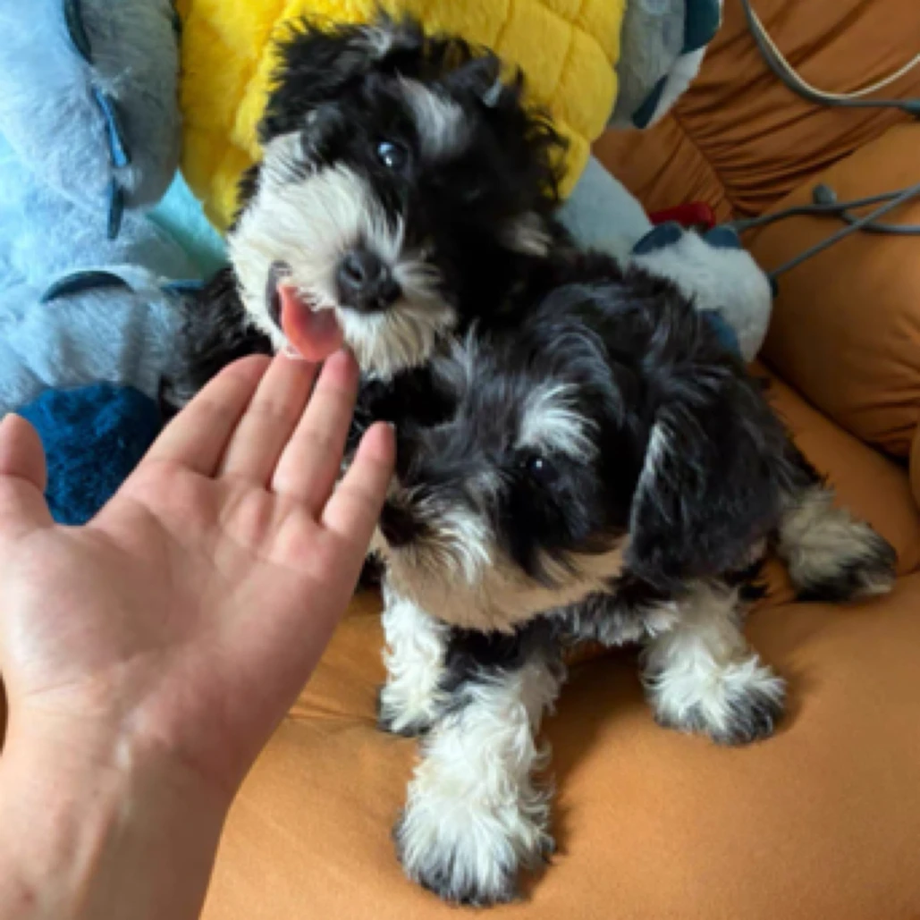 缌钰宠物活体雪纳瑞柴犬西高地博美边牧比熊金毛拉布拉多直拍链接