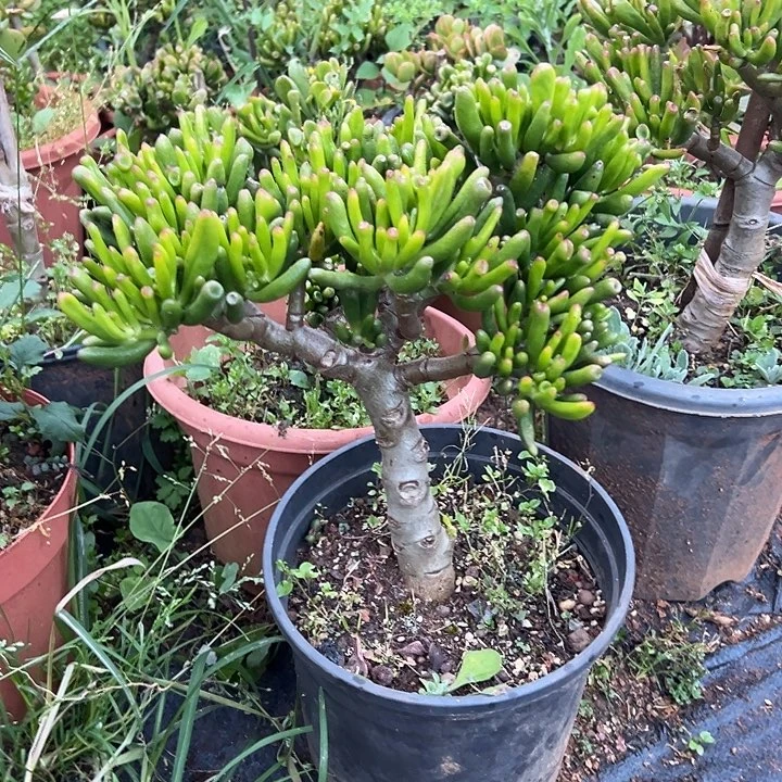 一****多肉植物实物直播实物57