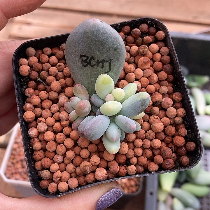 *****彩虹奶酪锦多肉植物
