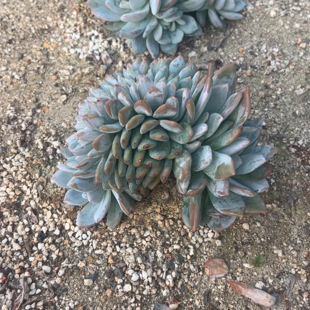 点点在下楼梯的时候发现你