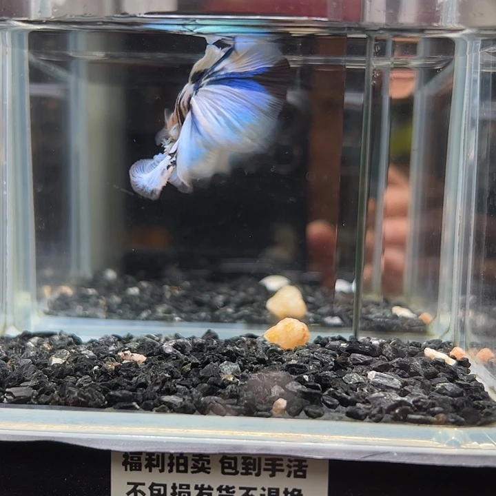 斗鱼跑单拉黑6日18