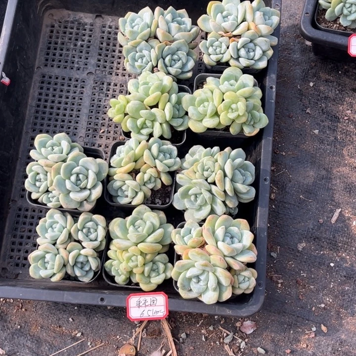 *****冰玉多肉七方盆一组