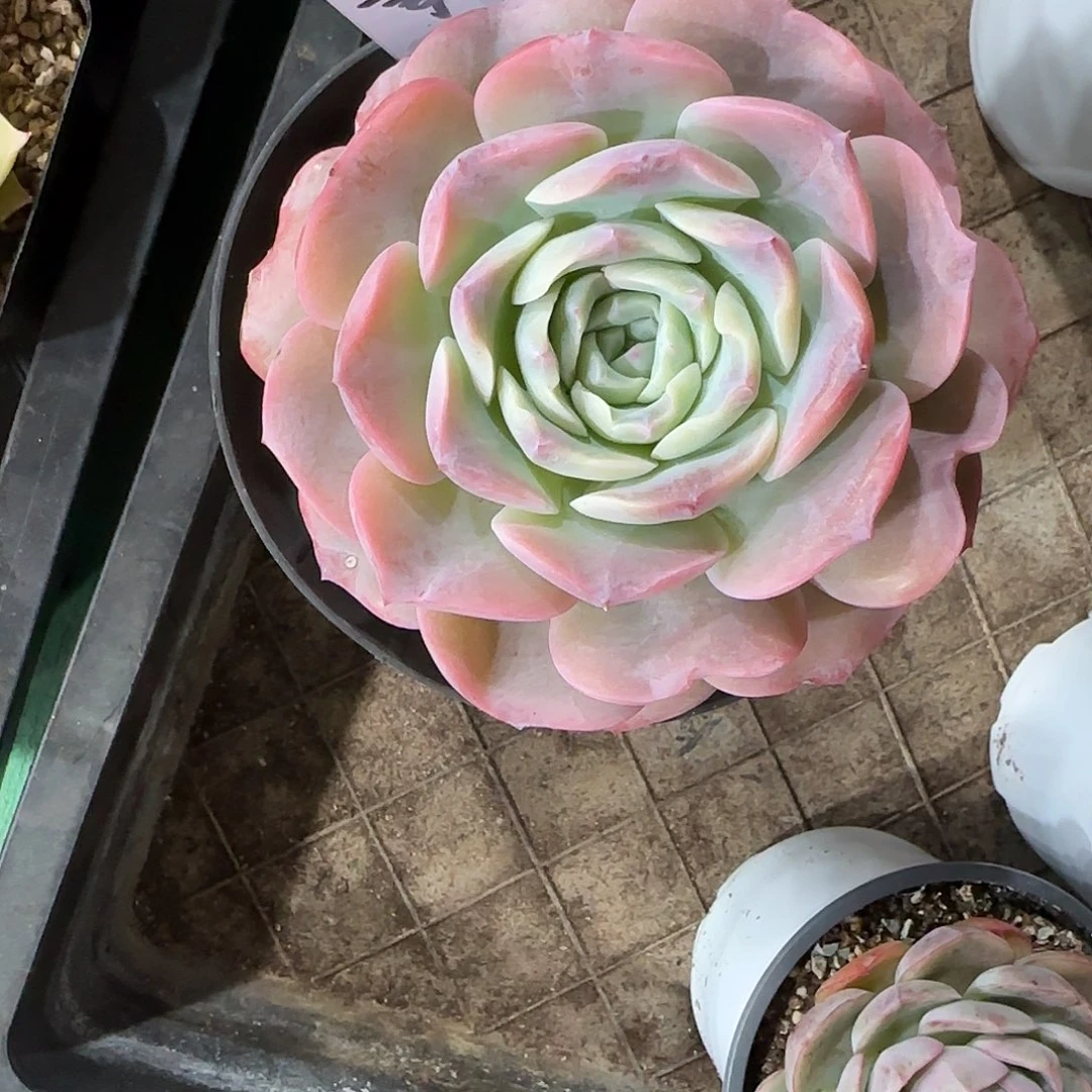 小***乖1颗寄养。