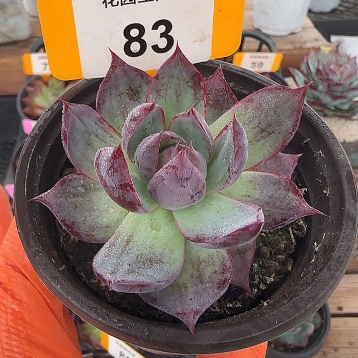 83 惊鸿仙子多肉植物