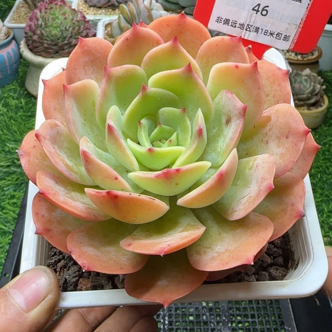 解忧植物多肉编号46