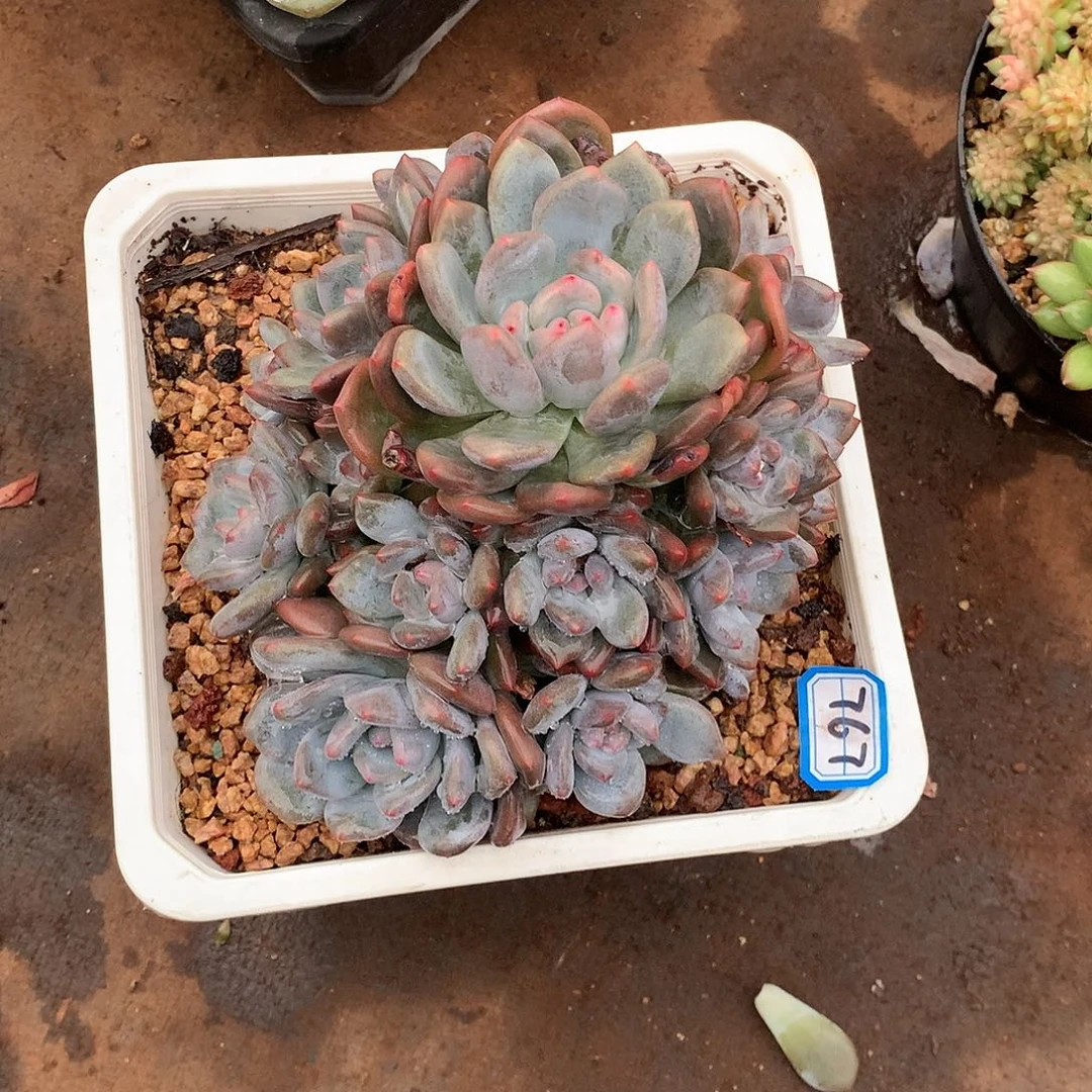 767橙子 一物一拍多肉