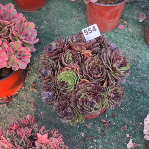 ****萍554花月夜朵朵多肉，
