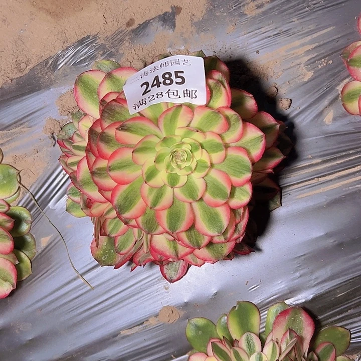 2485荔枝多肉植物2号