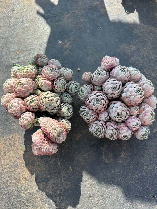 精品大大大胭脂贝瑞多头（一单包邮）带盆带土