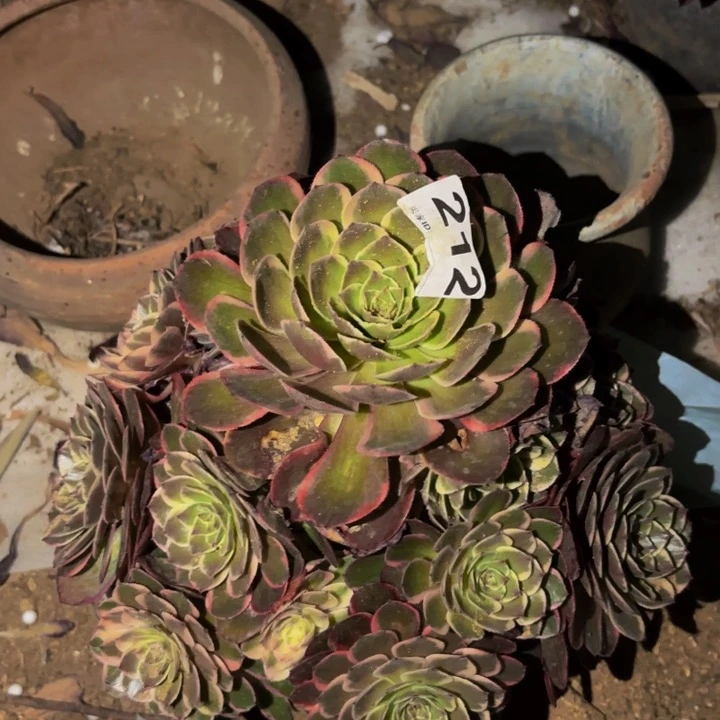 212孔雀翎多肉植物