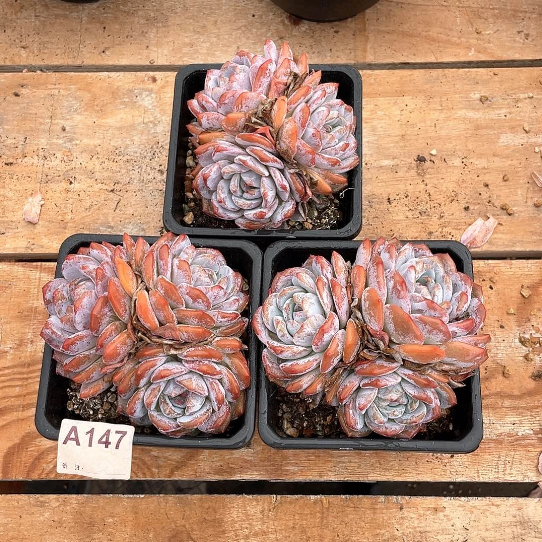 147多肉植物多肉植物