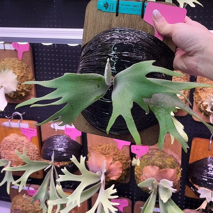 不开花植物Msd 特选