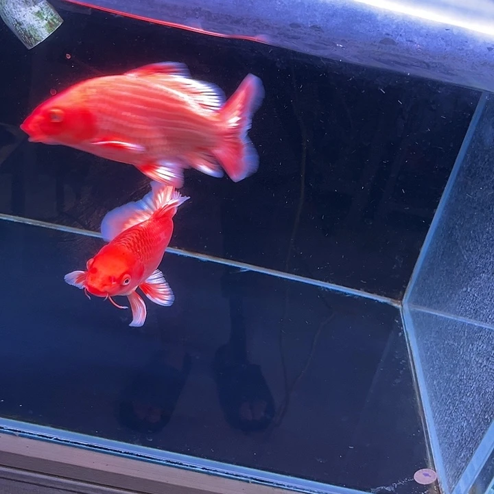 用***3海水蝴蝶鲤蝴蝶鱼蝴蝶鱼