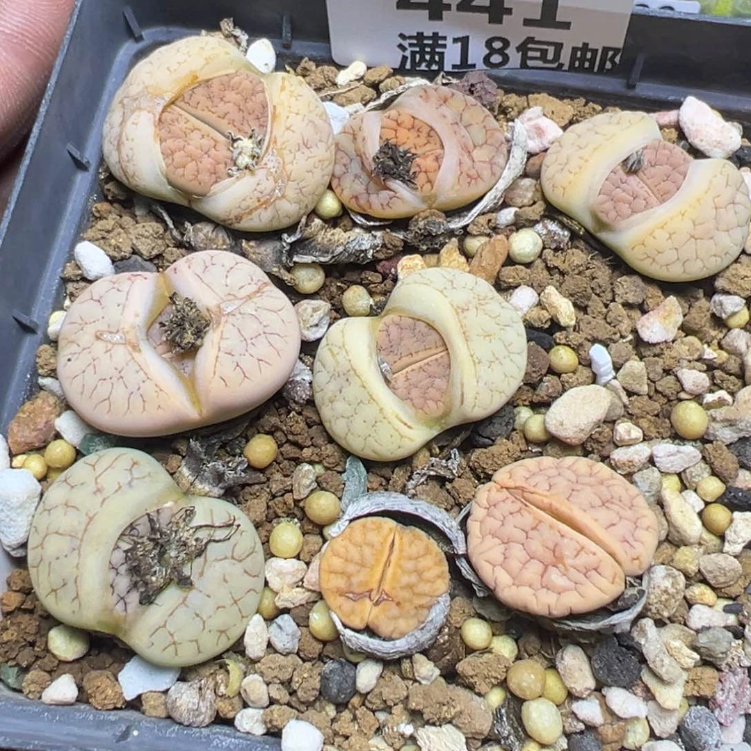 【闪购商品】 441。