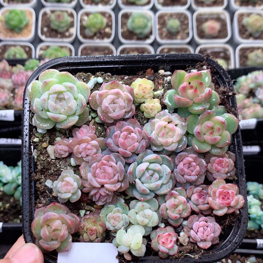 无花朵R133英语英语