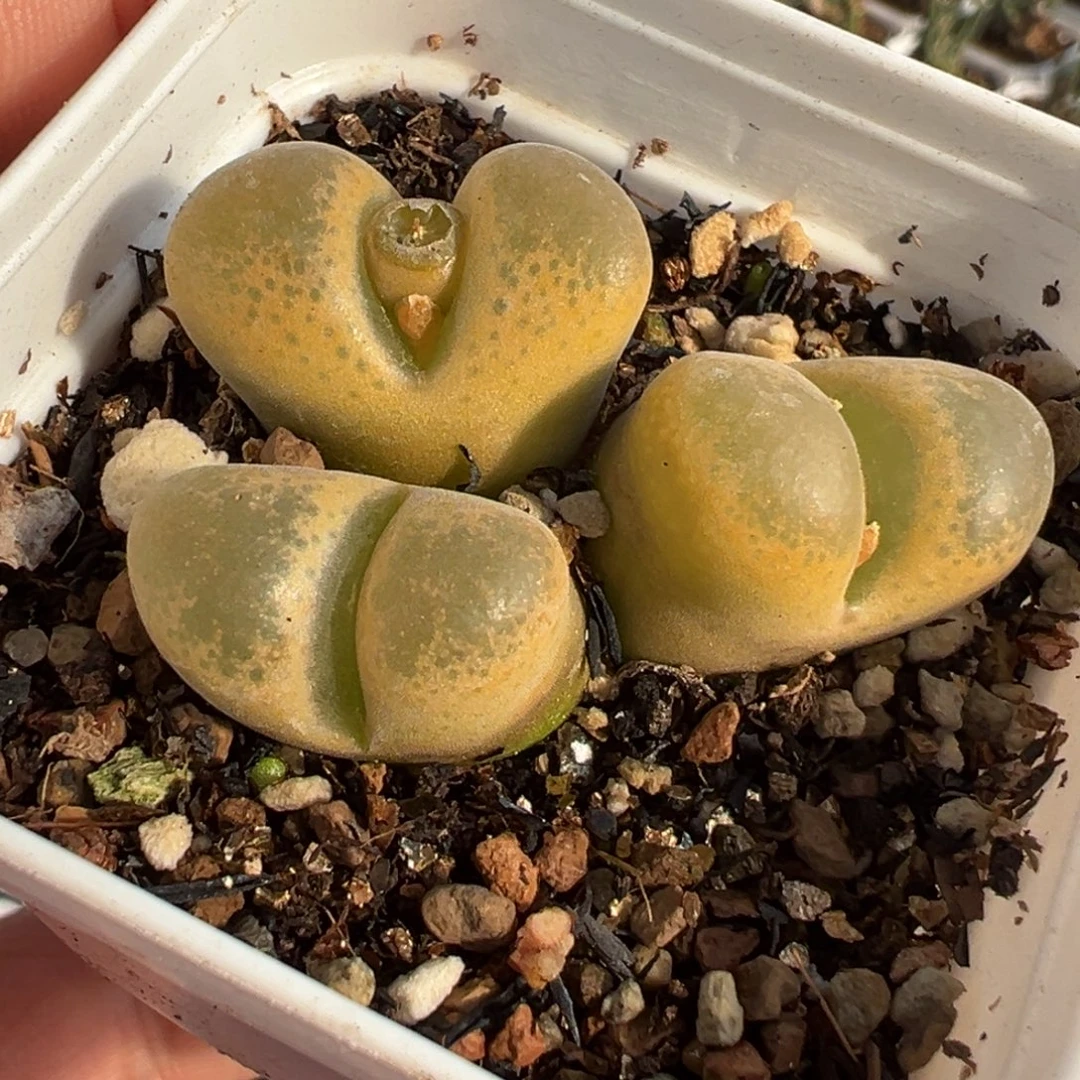 152多肉植物种类多样