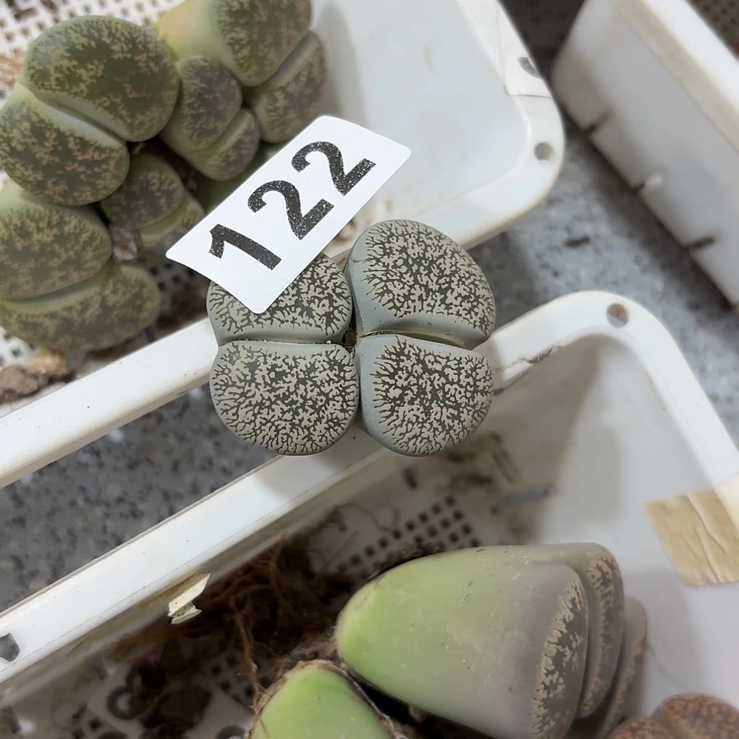 小***七生石花一物一拍122