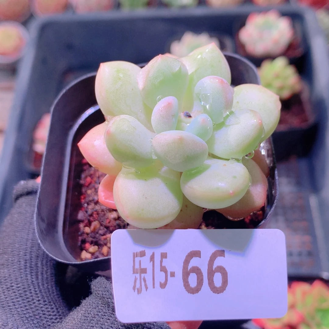 乐然15-66 泡泡糖