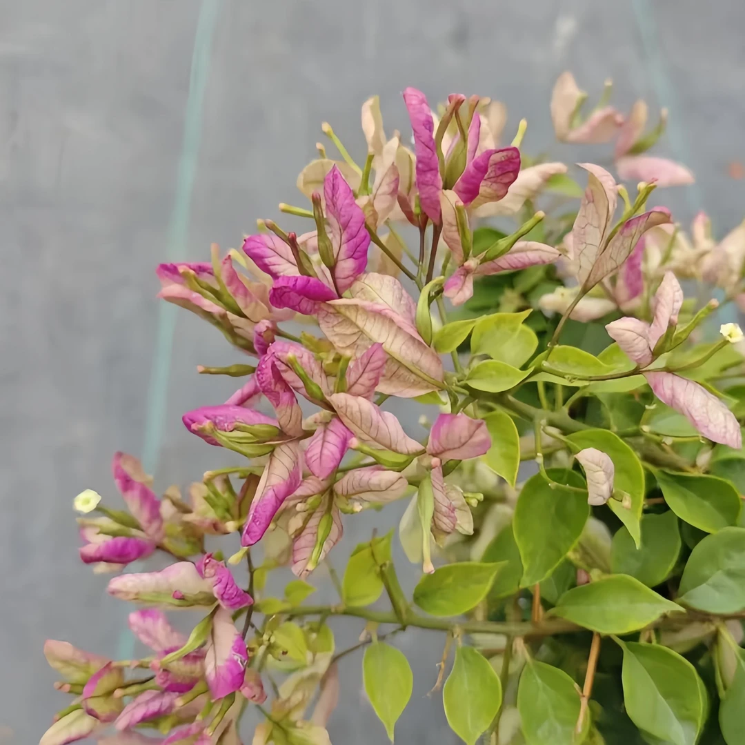 抹茶 三角梅 不带花 不带盆