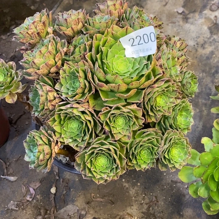 万拉丝多肉断头不包2200