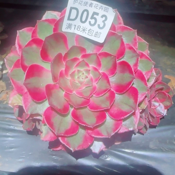 多肉法师吃幸福哦